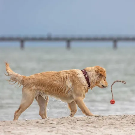 Seebadperle - 5 Sterne - Exklusives Ambiente Zwischen Ostsee Und Bodden Wustrow (Fischland)