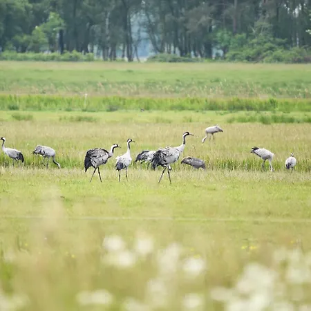 公寓 Seebadperle - 5 Sterne - Exklusives Ambiente Zwischen Ostsee Und Bodden 欧巴德伍斯图