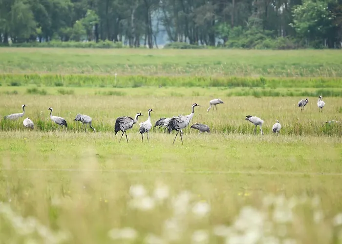 アパート Seebadperle - 5 Sterne - Exklusives Ambiente Zwischen Ostsee Und Bodden ヴストロ